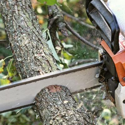 Tree trimming services downingtown